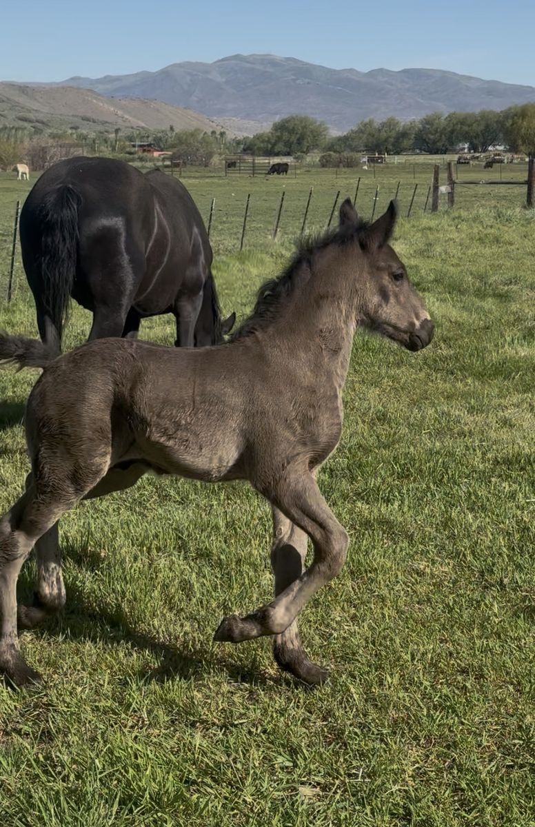 Perchron stud colt