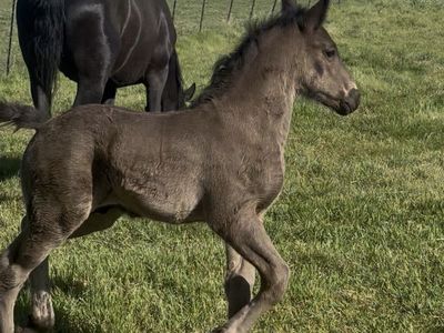 Perchron stud colt