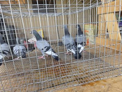 Homing pigeons