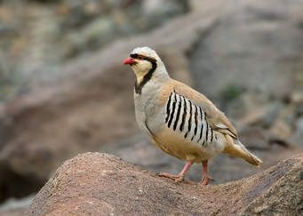 CHUKARS