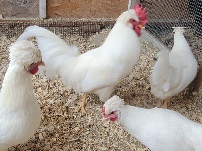 Schijndelaar rooster