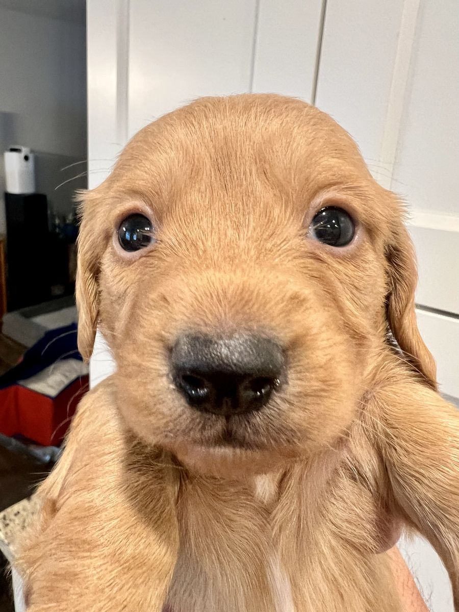 AKC Mini Dachshunds (2 Fem, 2 Mal)