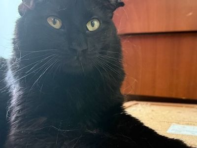 Hello my name is Moe