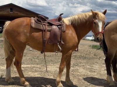 Brood mare or experienced riders horse