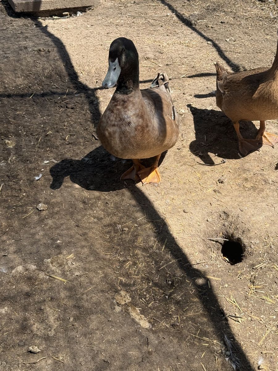 FREE 2 Male Ducks – About 4 Months Old