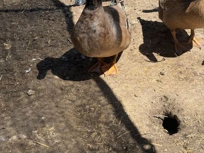 FREE 2 Male Ducks – About 4 Months Old