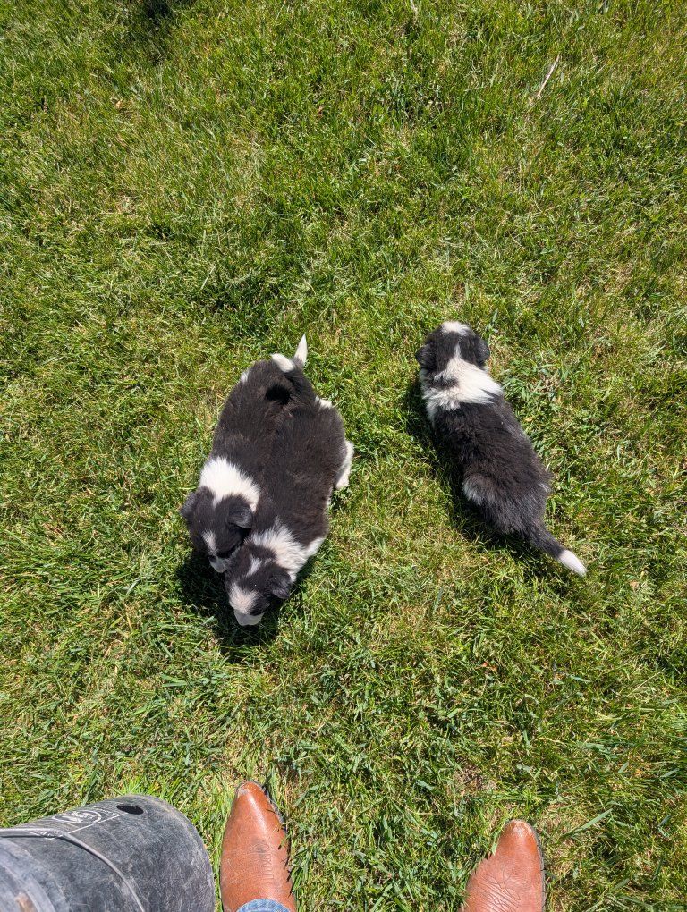 Border Collie puppies