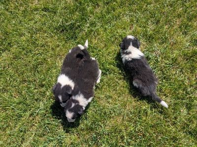 Border Collie puppies