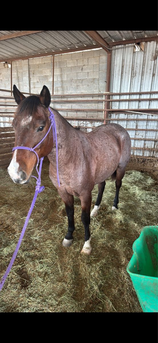 11-Year-Old Bay Roan Gelding