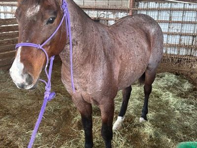 11-Year-Old Bay Roan Gelding