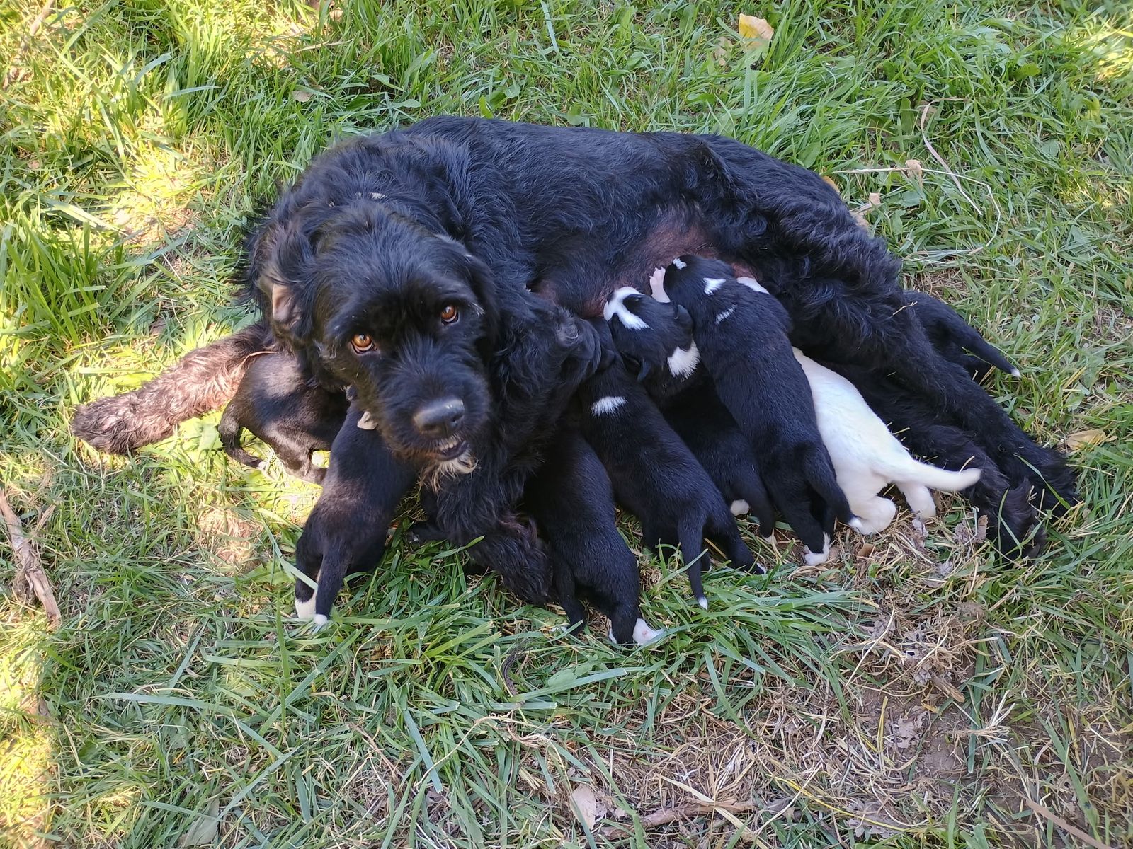 Giant Schnauzer/Border Collie Puppies