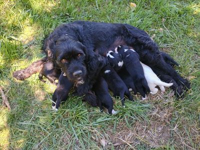 Giant Schnauzer/Border Collie Puppies