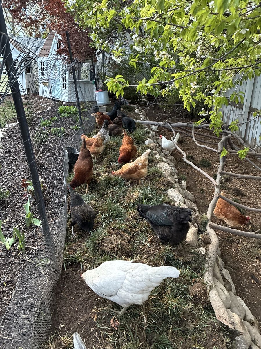 Laying Hens
