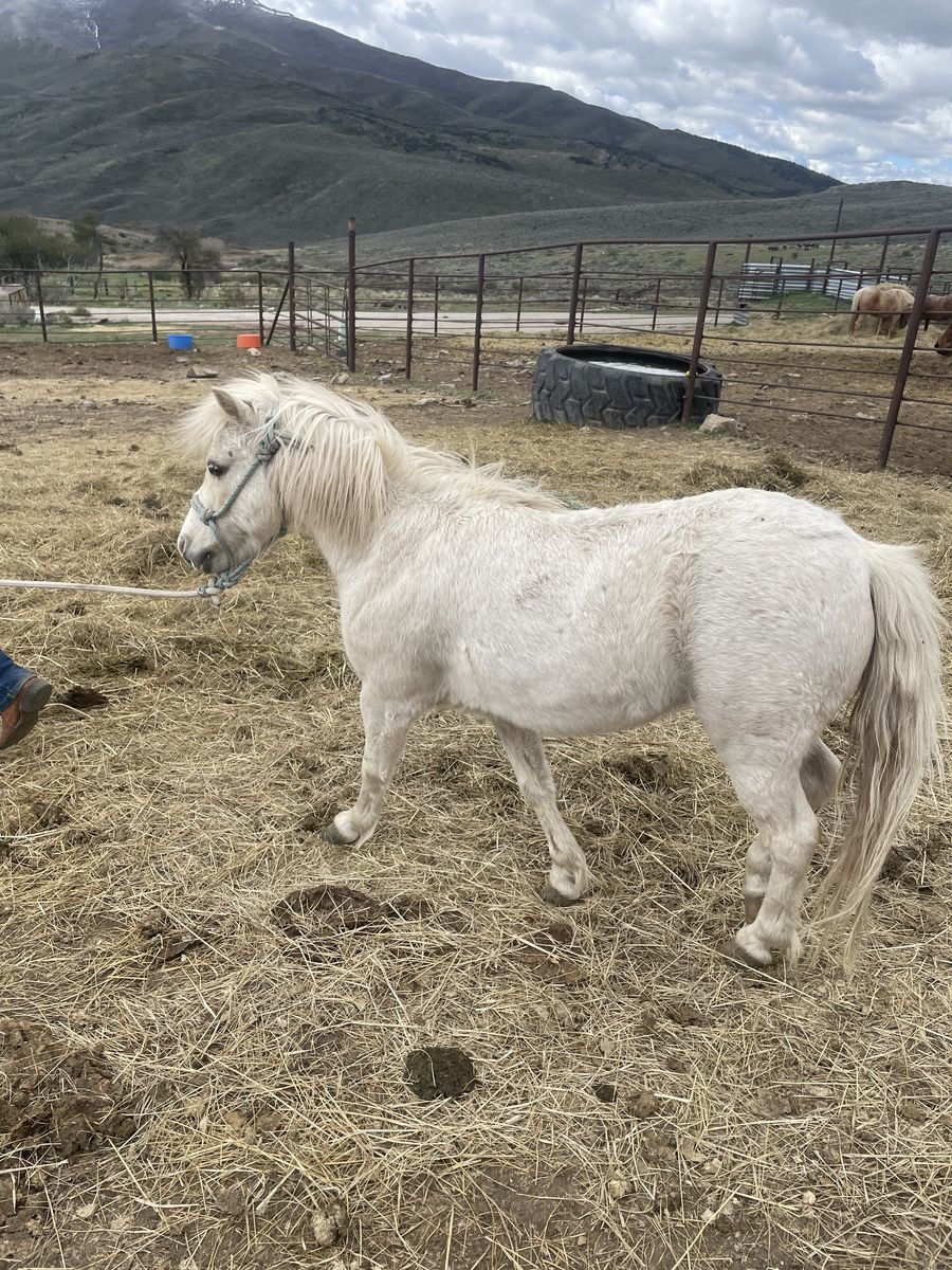 Grade Pony
