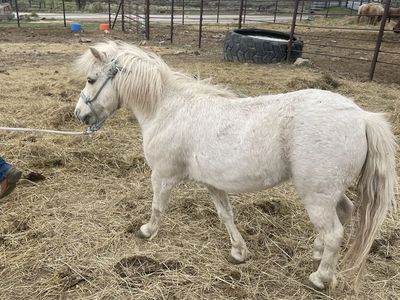 Grade Pony