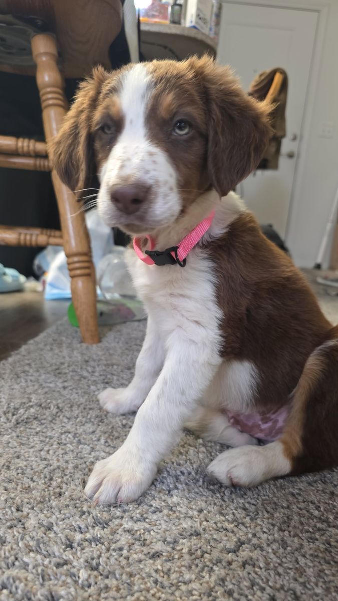 Border Collie / Blue tick coonhound mix puppy