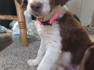 Border Collie / Blue tick coonhound mix puppy