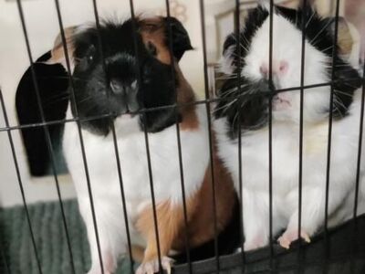 Adorable Guinea Pigs