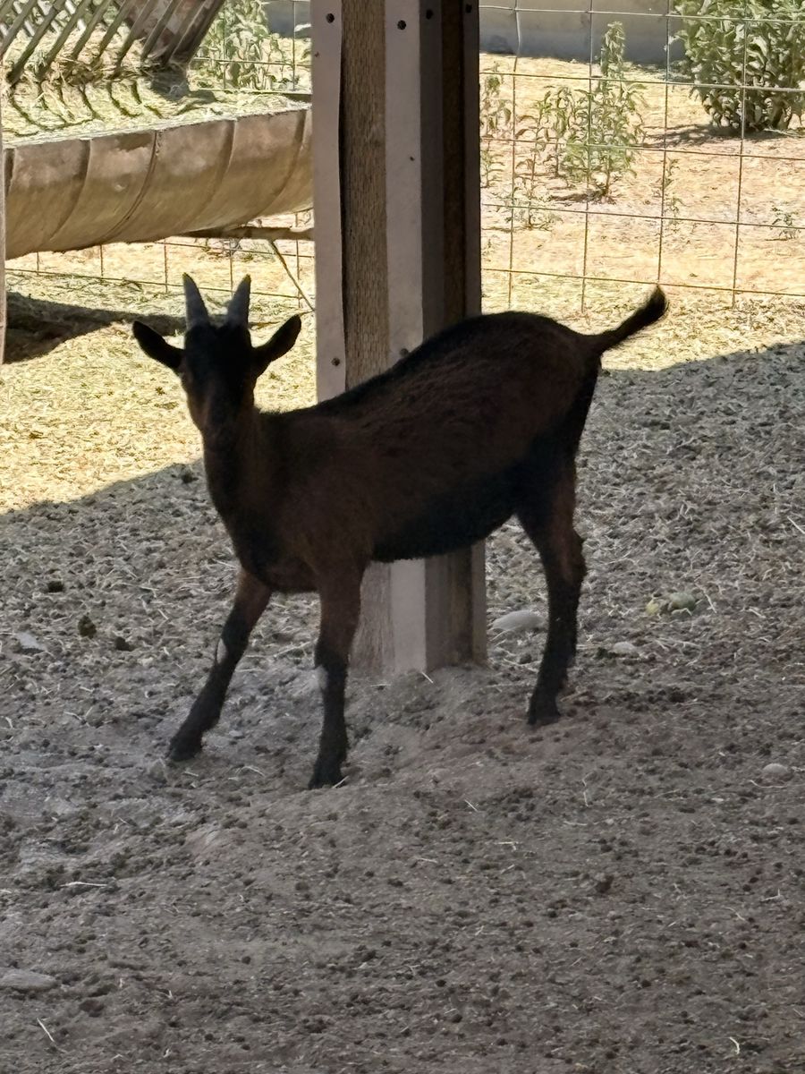 Oberhasli bucks
