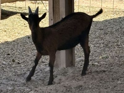 Oberhasli bucks