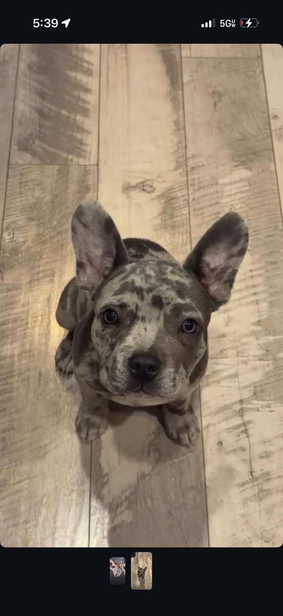Blue Merle French Bulldog Puppy