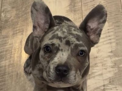 Blue Merle French Bulldog Puppy