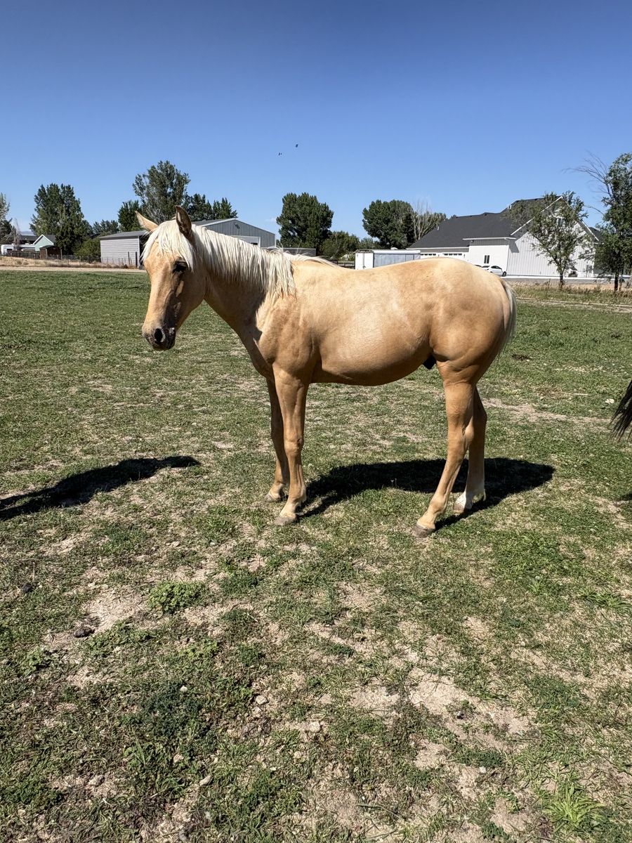 Beautiful Palomino Colt - Yearling Horse for Sale