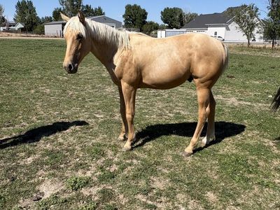 Beautiful Palomino Colt - Yearling Horse for Sale