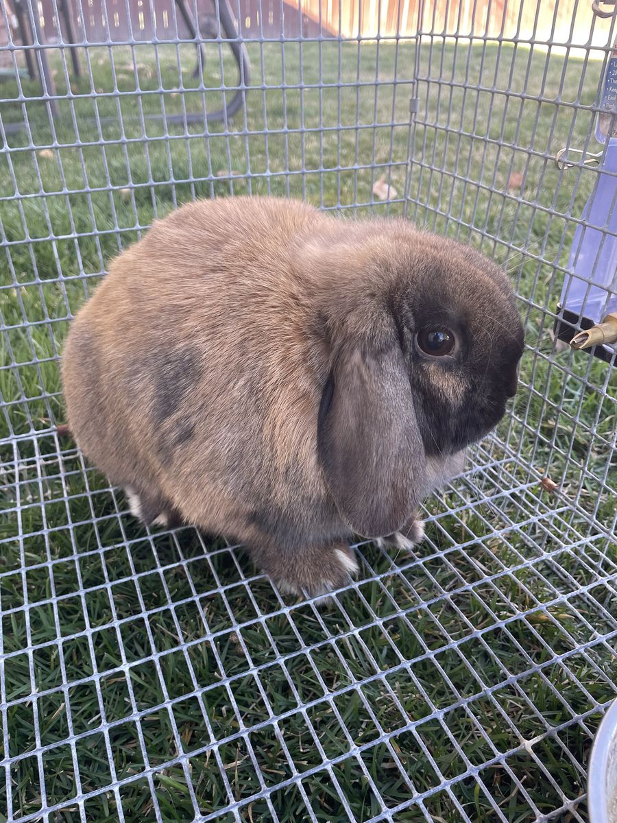 Purebred Holland Lop Doe 1yr Old