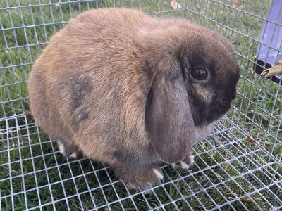 Purebred Holland Lop Doe 1yr Old