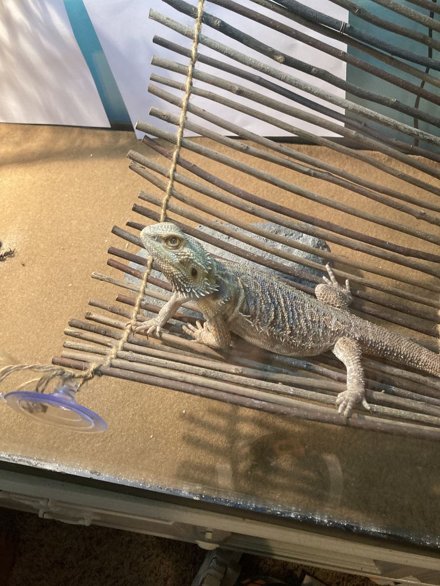 Looking to rehome my bearded dragon with full setup – urgent