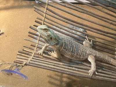 Looking to rehome my bearded dragon with full setup – urgent