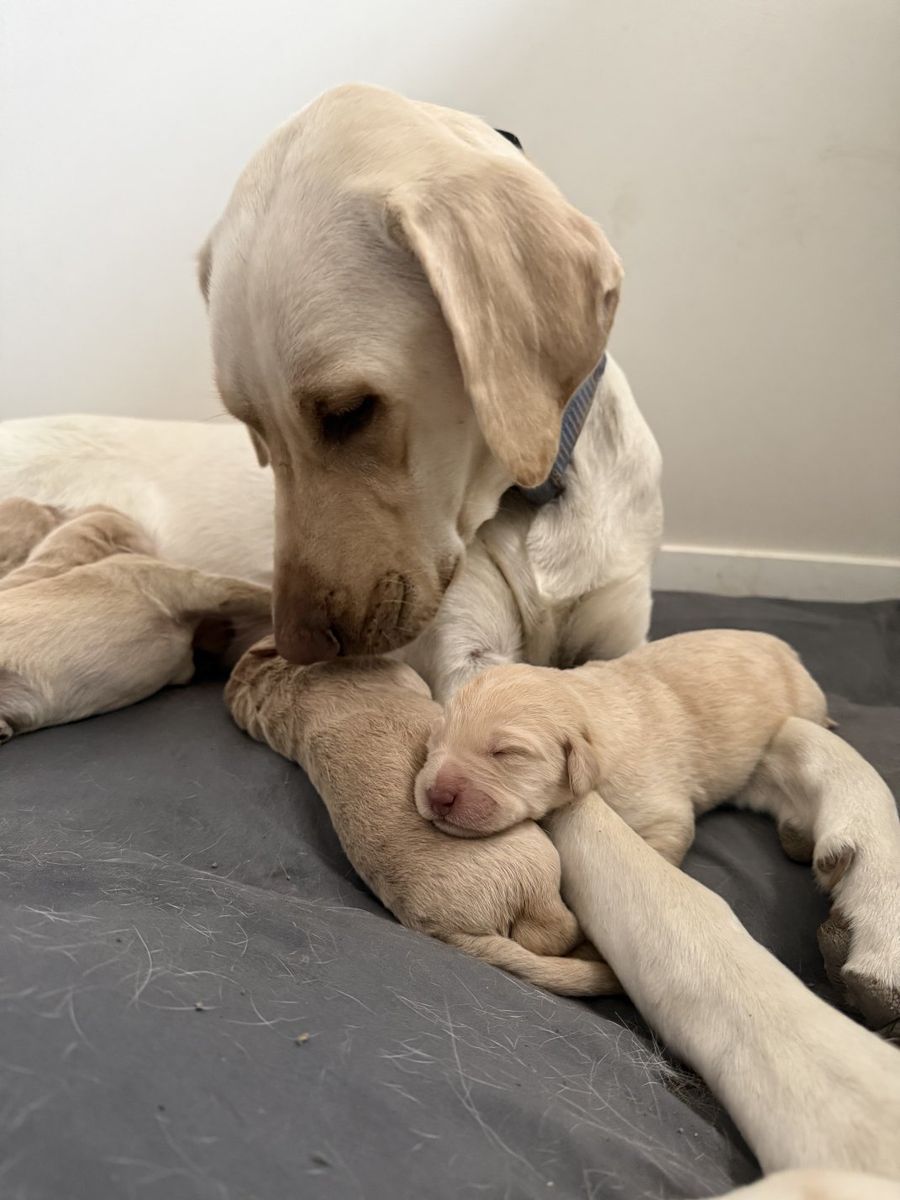 Lab/Labradoodle Puppies