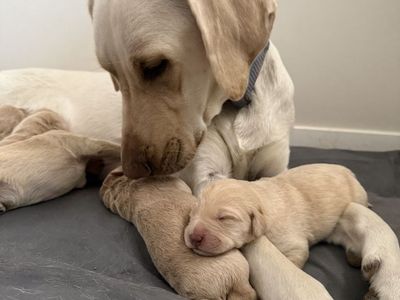 Lab/Labradoodle Puppies