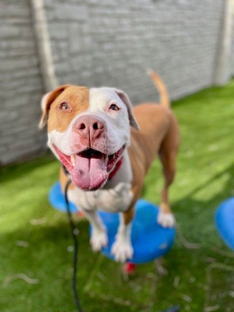 A151020 Jazzi is Available for Adoption!
