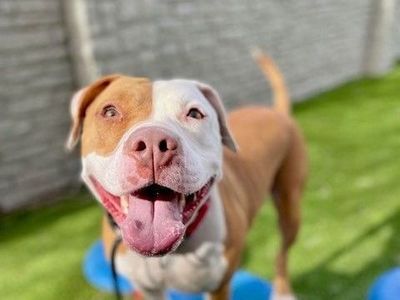 A151020 Jazzi is Available for Adoption!