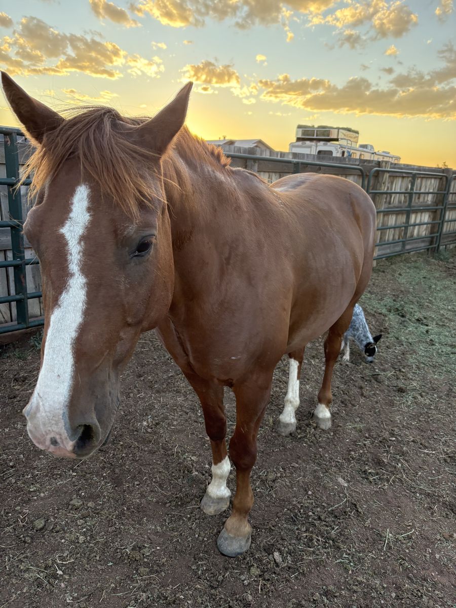 Seasoned All-Around Gelding