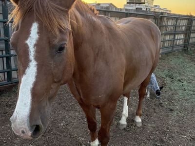 Seasoned All-Around Gelding