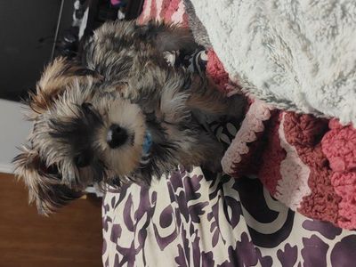 Yorkie Puppy Male