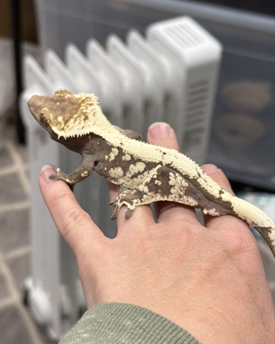Male Sable - 27g