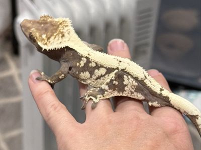 Male Sable - 27g