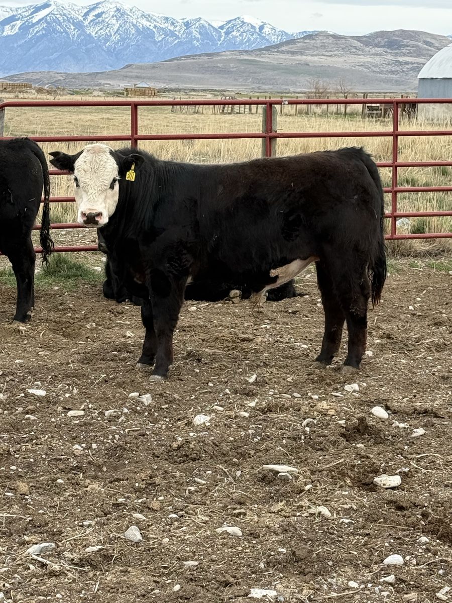 3 Angus And Sim Angus yearling Bulls