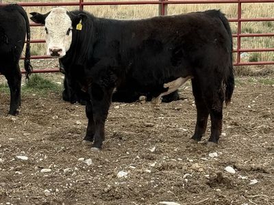 3 Angus And Sim Angus yearling Bulls