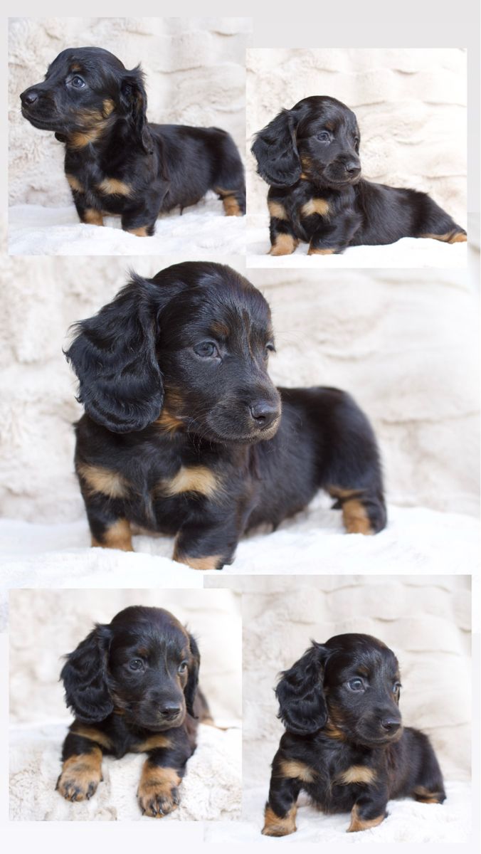 Mini dachshund puppies! 