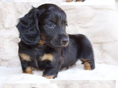 Mini dachshund puppies!