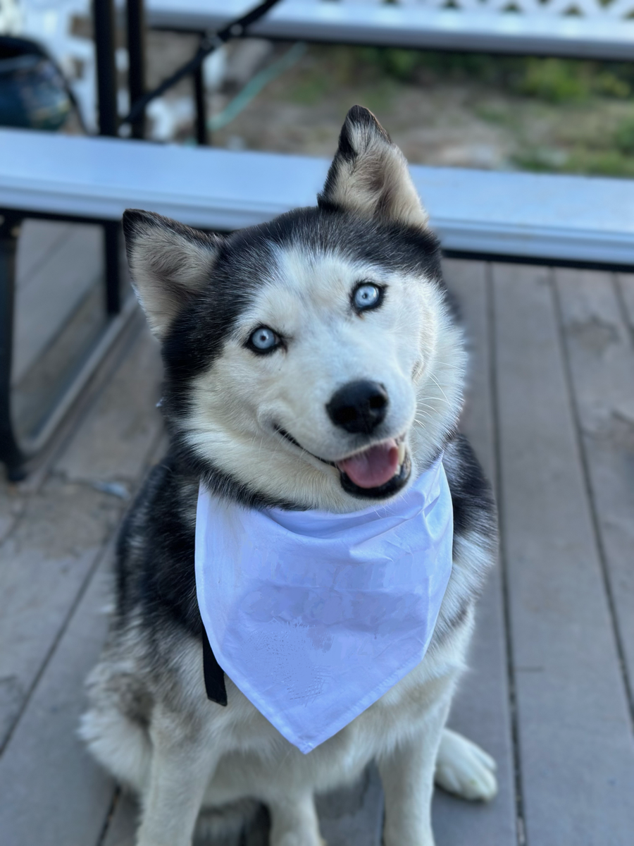 Rehoming Huskies
