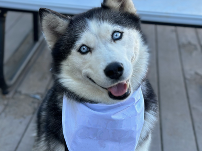 Rehoming Huskies