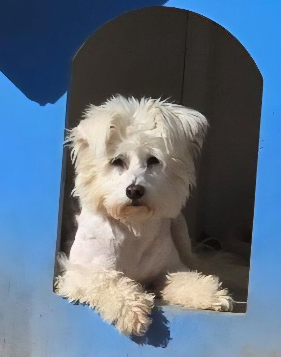 Bloomer (and Peep) perfectly pleasant Poodles