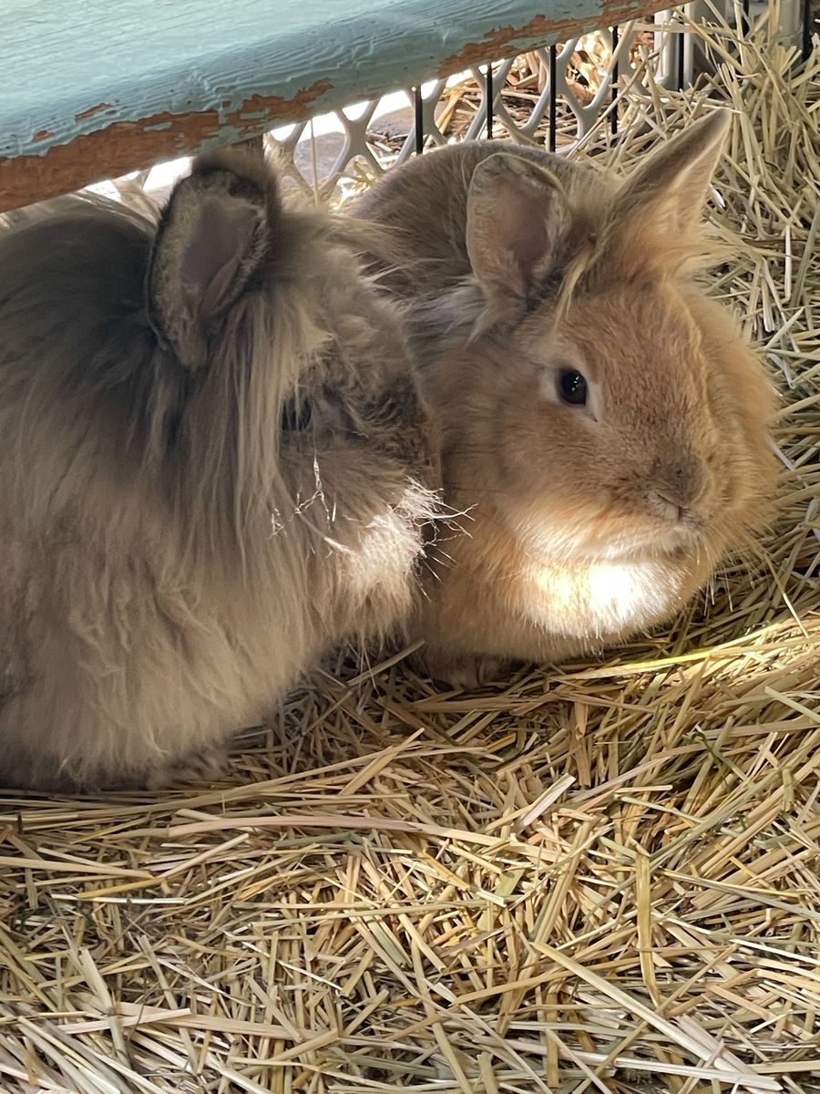 M(neutered) & F Pair Lionhead Rabbits