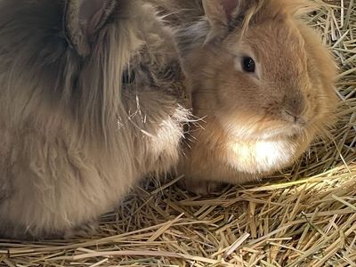 M(neutered) & F Pair Lionhead Rabbits